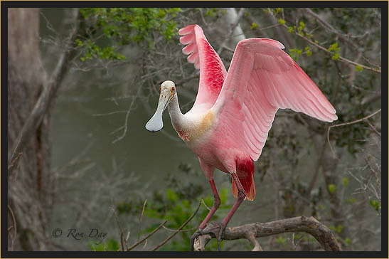 Roseate Spoonbill (Ajaia ajaja), High Island